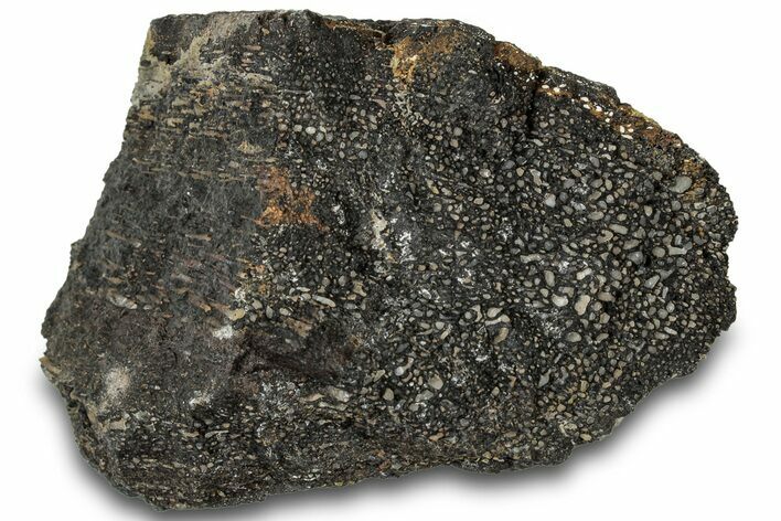 Fossil Dinosaur Bone Section - Bone Cabin Quarry, Wyoming #309254